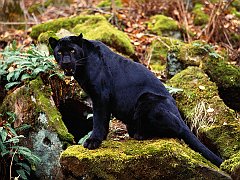 Dark Stare, Black Leopard